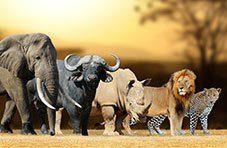 Elephant, buffalo, rhino, lion and leopard: South Africa's Big Five together in the bush